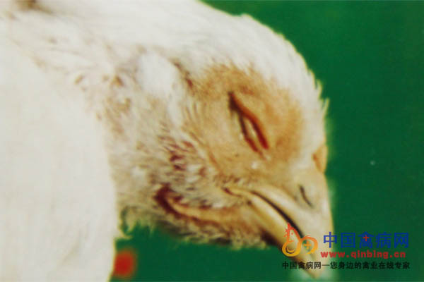 病鸡精神沉郁，肿头，眼周围浮肿