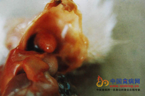 病死鸡心脏出血斑