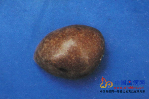 感染禽流感病鸡，脾脏肿大，有白色坏死点
