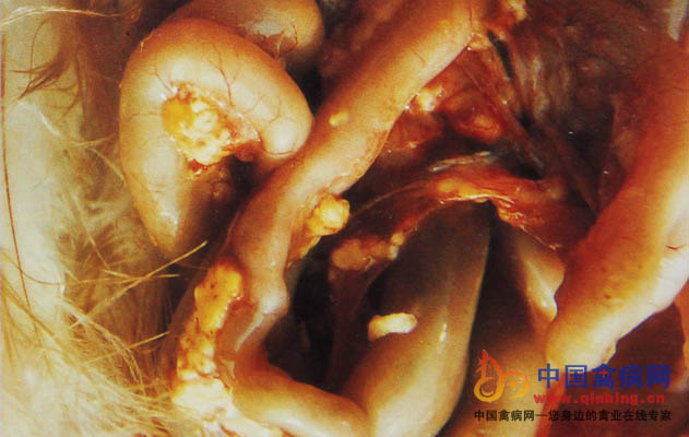禽结核病鸡肠壁、肠系膜上有黄色结核结节