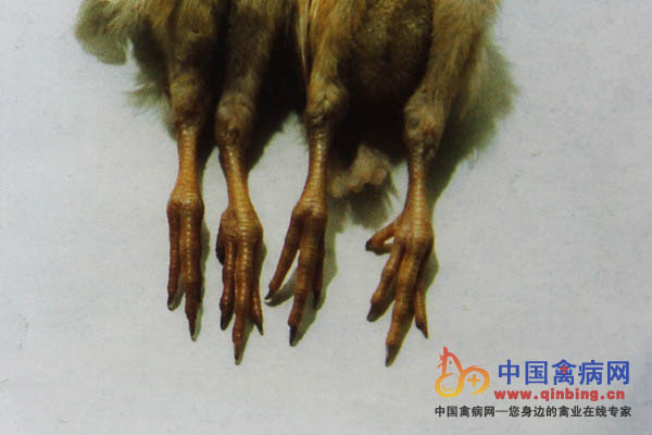 喹乙醇中毒病鸡趾部呈黑紫色