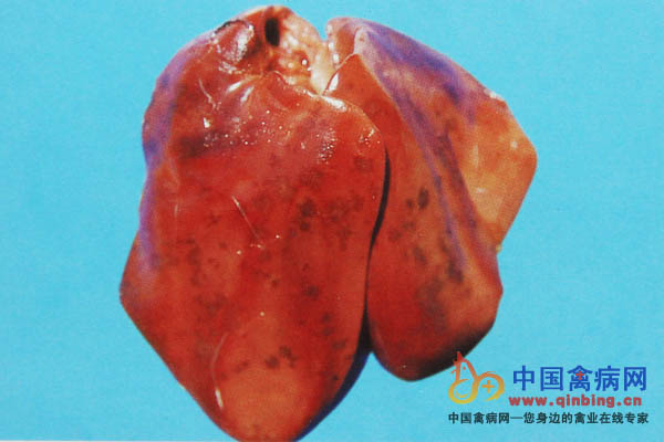 弧菌肝炎病鸡肝脏有星状出血斑