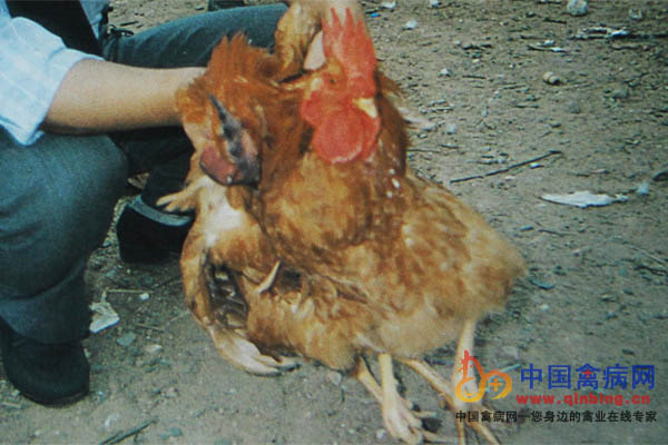感染禽流感（H5N1亚型）三黄鸡，鸡冠肿胀发紫（右为正常对照）