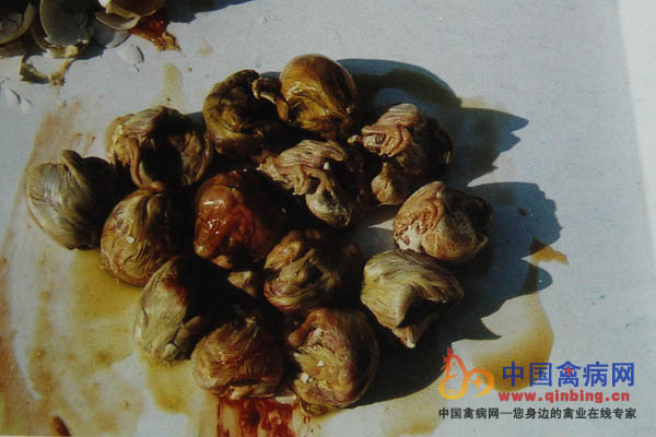 感染禽脑脊髓炎早期所产的种蛋孵化后胚胎发育不良，死胚多毛蛋多