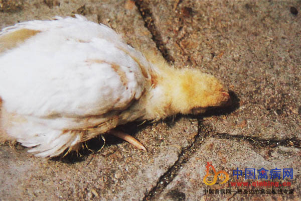 患惊疯病鸡颈向前伸，脖子发直，软颈