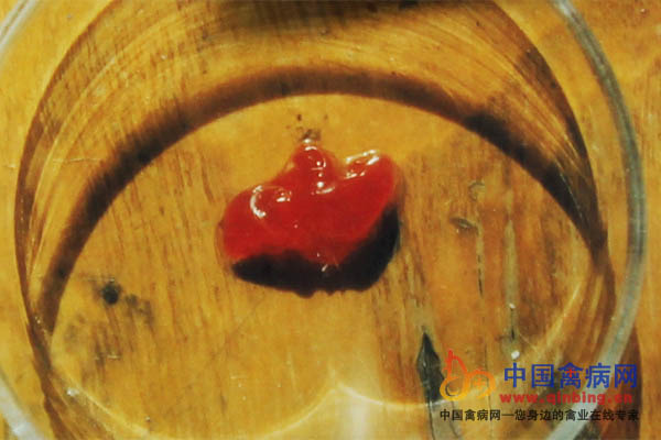 病鸡血凝不良，血凝块颜色变浅