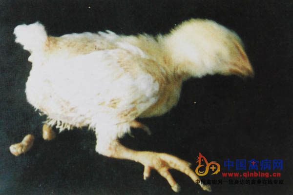 病鸡头颈震颤，共济失调，头颈羽毛逆立