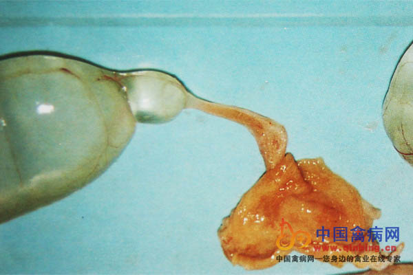 病鸡输卵管发育不完全，形成盲端，输卵管内充满大量液体