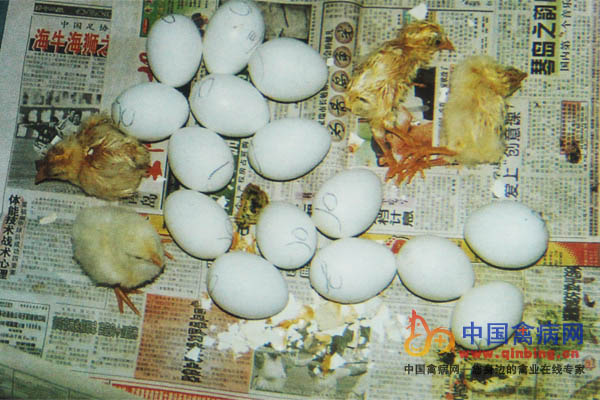 感染禽脑脊髓炎早期所产的种蛋孵化后胚胎发育不良，孵出的雏鸡瘫痪，站立不稳，有许多未出壳的胚蛋
