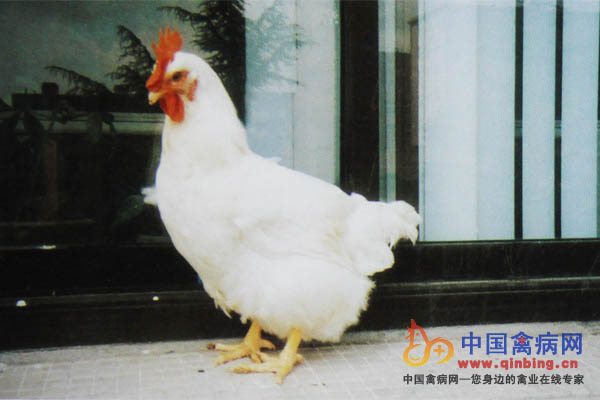 输卵管囊肿病鸡外观发育正常，腹部肿胀，下垂