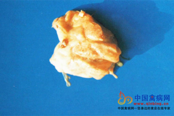 马立克氏病病鸡肺脏肉变