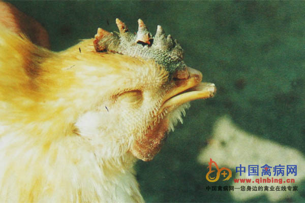 杂交鸡感染禽流感（H5N1亚型），病鸡鸡冠肿胀、发紫