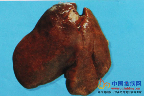 弧菌肝炎病鸡肝脏有星状坏死灶