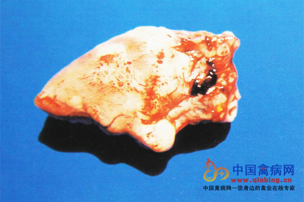 磺胺类药物中毒病鸡以及脂肪有出血点或斑