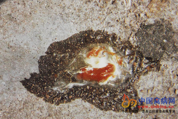 患惊疯病病鸡拉砖红色稀粪