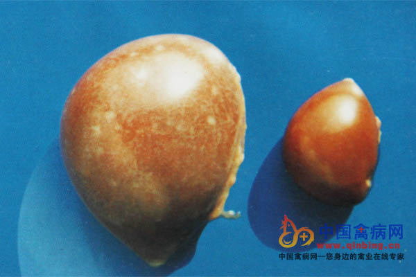 马立克氏病病鸡脾脏肿大，有大小不一的肿瘤结节。右侧为正常对照