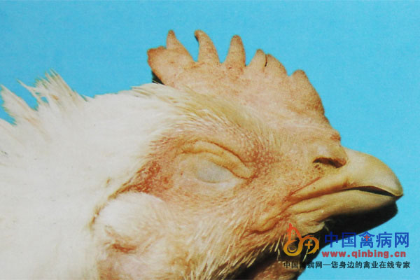 鸡弧菌肝炎引起死亡，鸡冠苍白